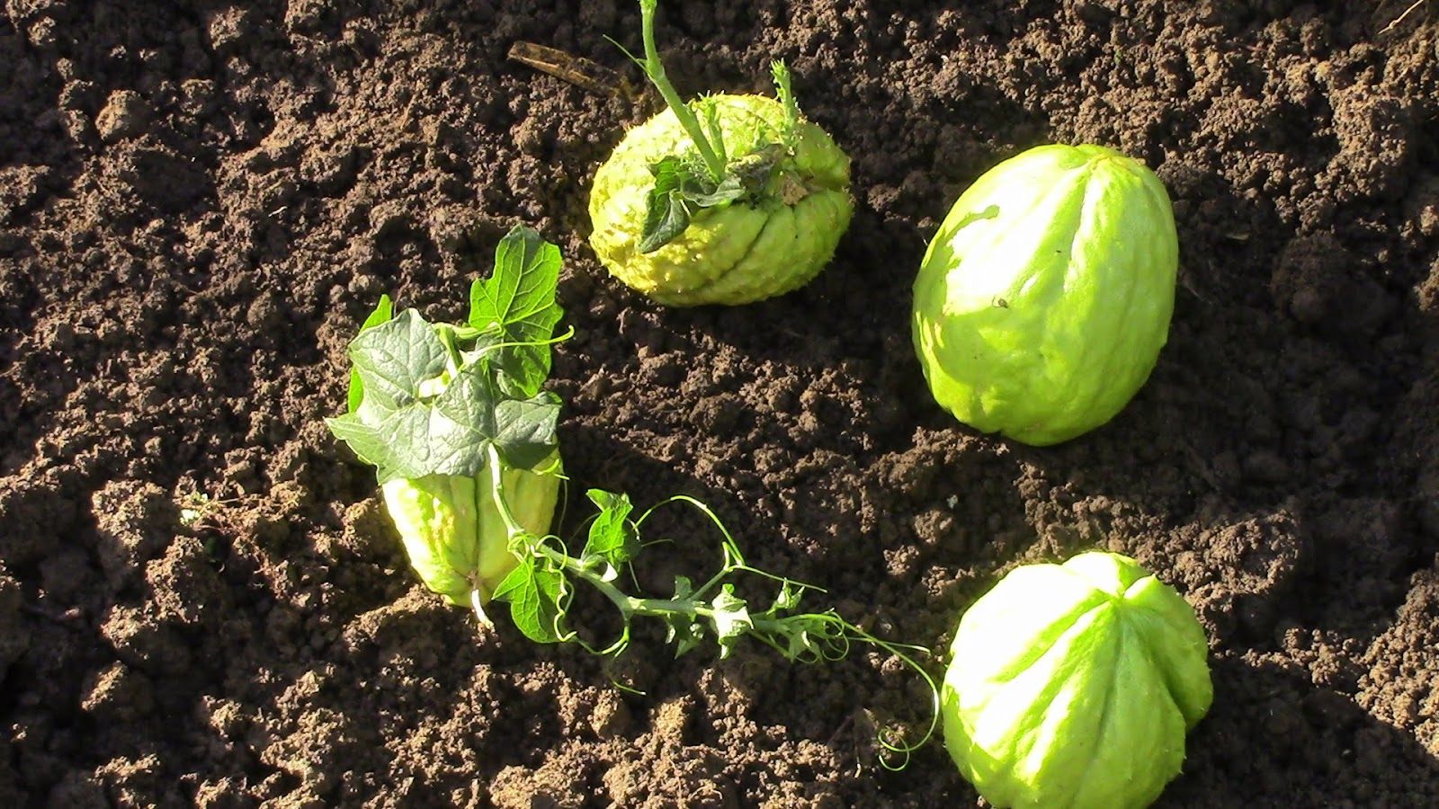 Cultivando En Casa Cómo cultivar chayote, cidra o guatila en casa Cultivando En Casa Cómo cultivar chayote, cidra o guatila en casa