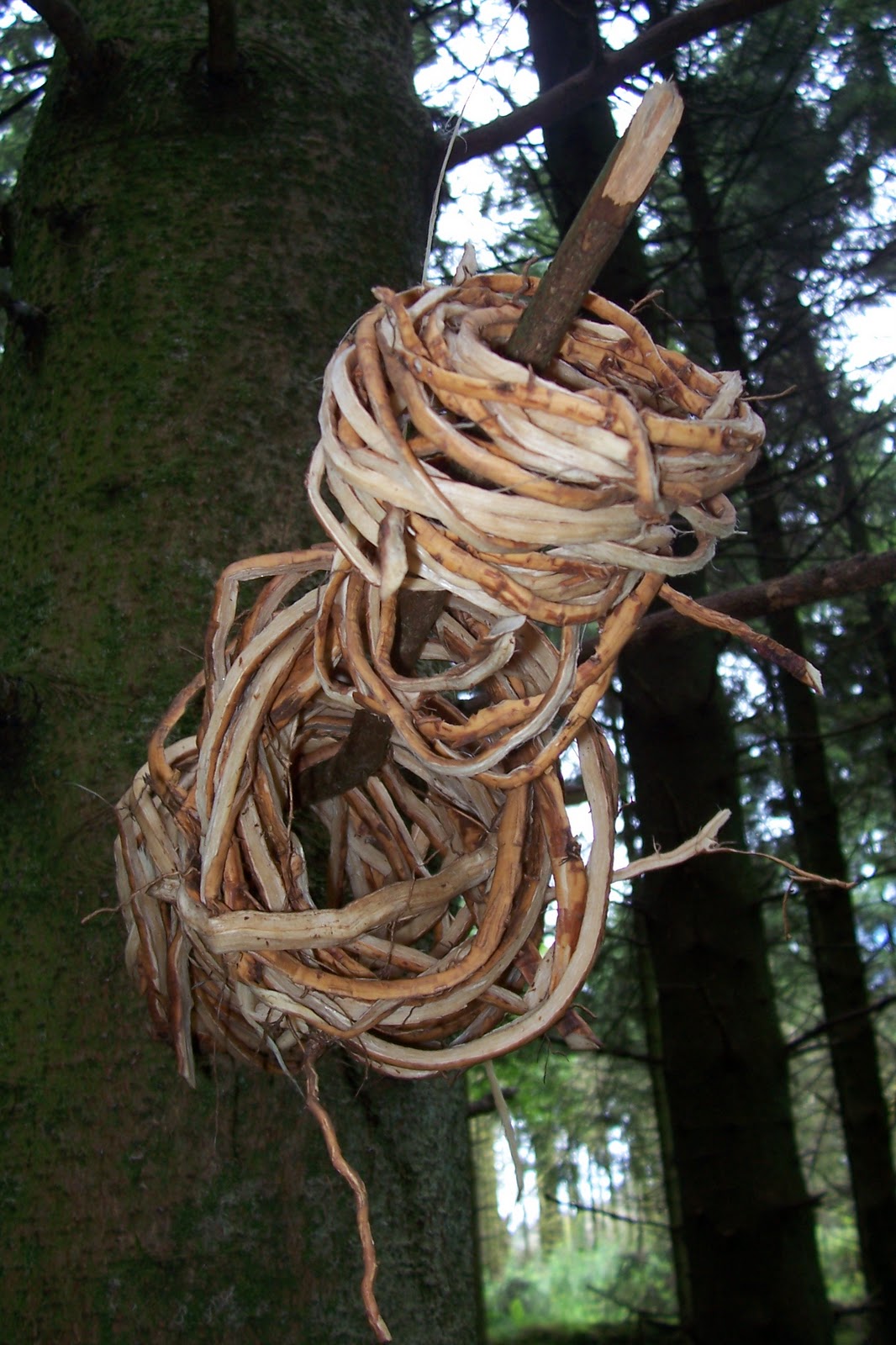 BUZZARD BUSHCRAFT: Spruce root cordage