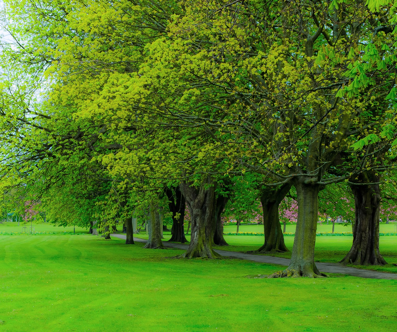 Green Grandma Free educational resources from the Arbor Day Foundation