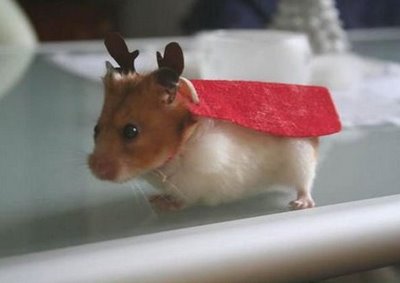 The hamster christmas deer