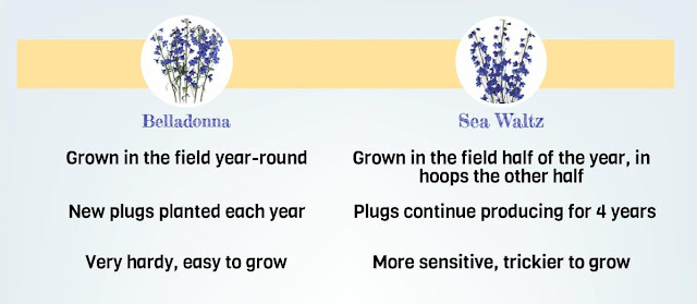 difference between delphinium varieties