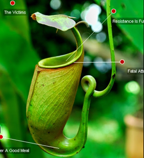  نبات غريب يأكل الفئران ويتغذى على اللحوم