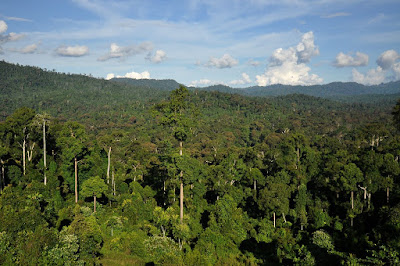 Tropical rainforest ecosystem