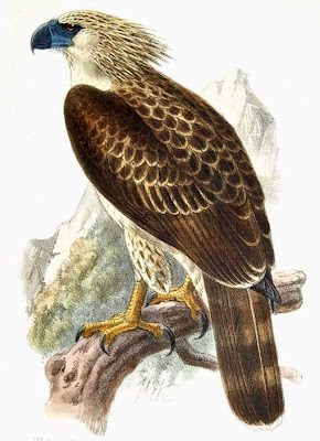 Águila monera Pithecophaga jefferyi