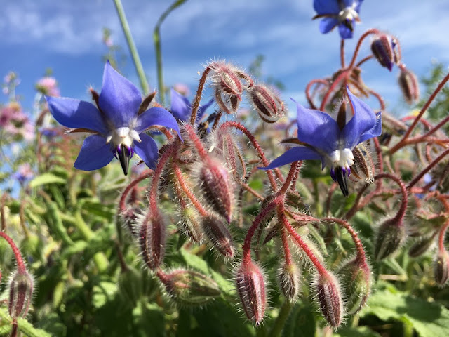 Flores Silvestres - Borragem - Borage (Borago officinalis)  