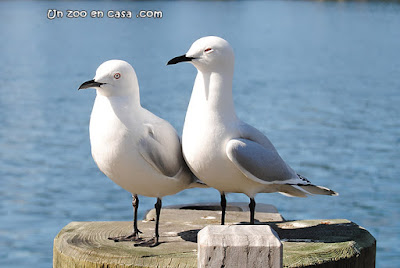 Gaviota maorí (Chroicocephalus bulleri)