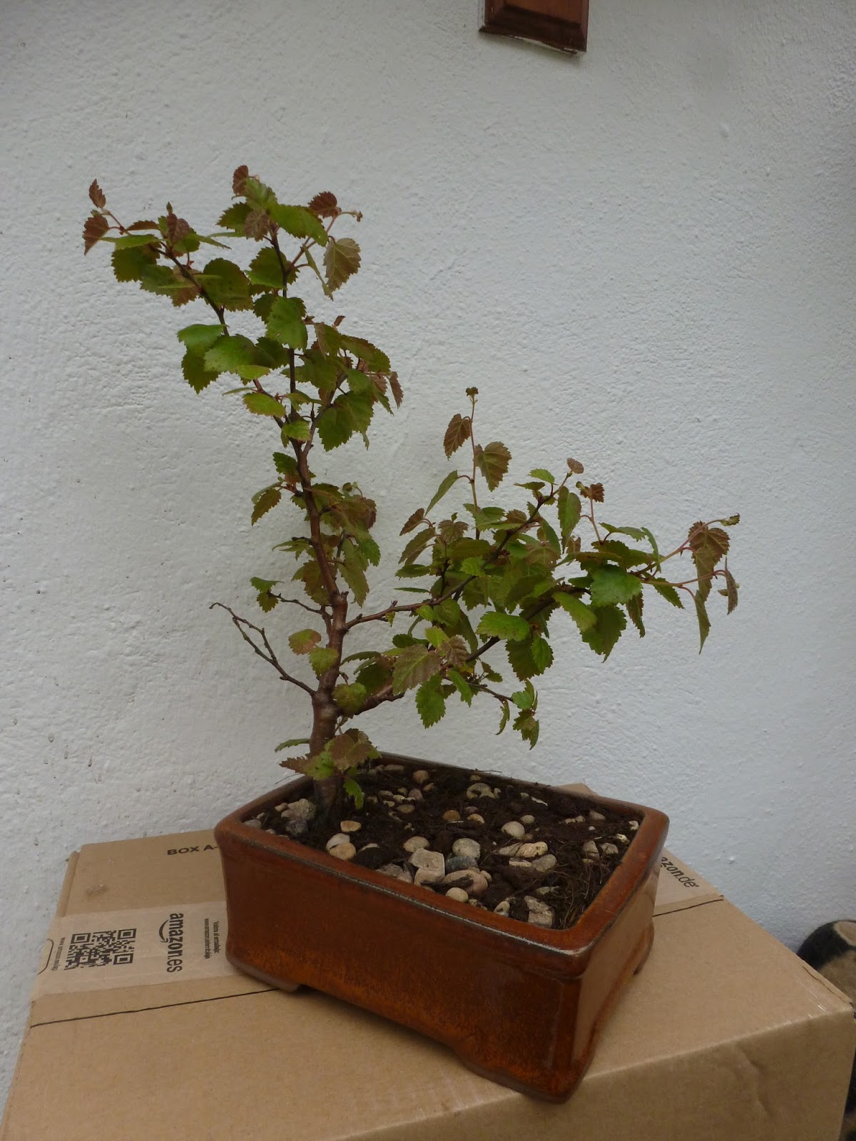 Birch Tree Bonsai