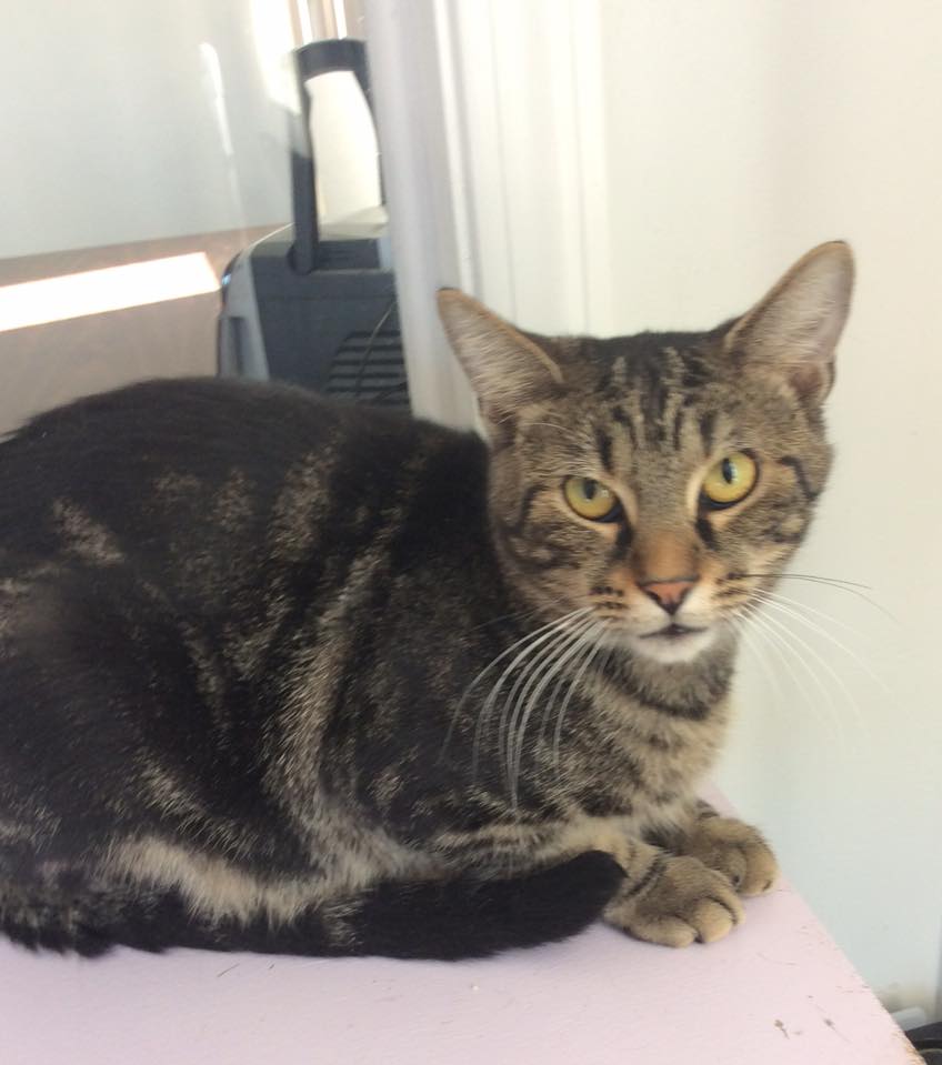 Ten Lives Club Cat Adoption Group MEET HARRISON!