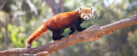 Abe's Animals: Chinese and Japanese exotic and cute animals