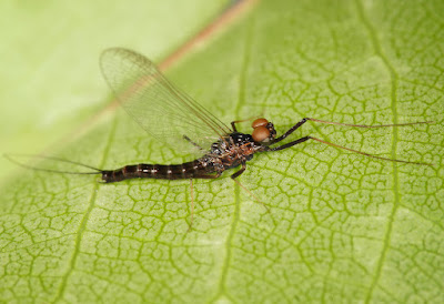 nama ordo ordo insecta