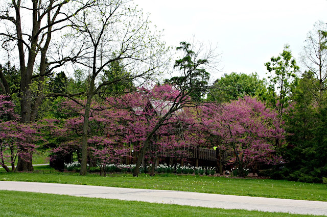 Spring at The Morton Arboretum