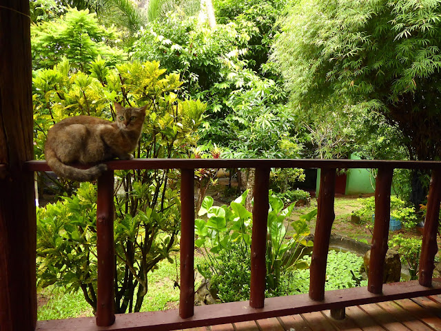 Conocimos a esta preciosa gata en 2014 y ahora está ya hecha una madraza