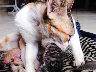 Mother Cat Carries Her Baby That Newborn With Her Mouth