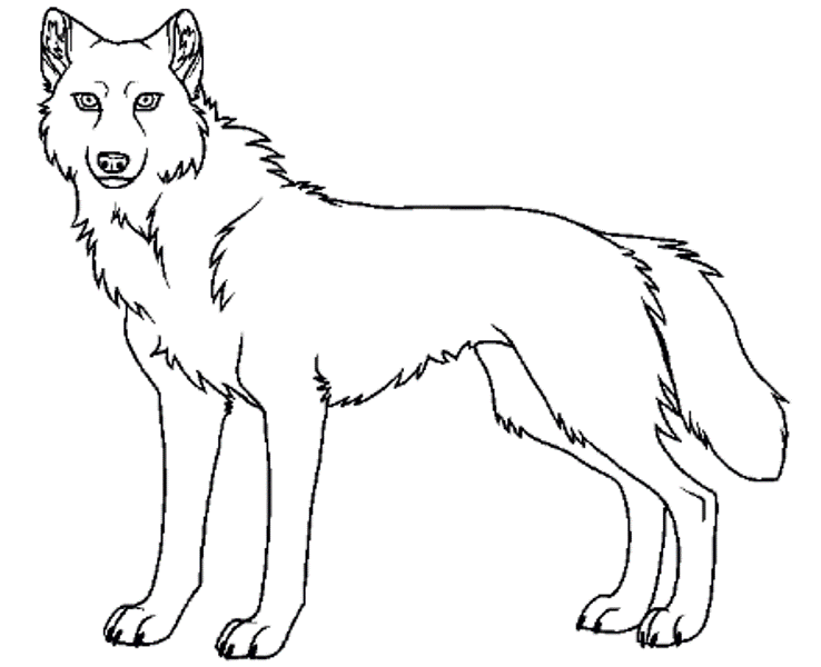 Belajar mewarnai gambar binatang serigala untuk anak