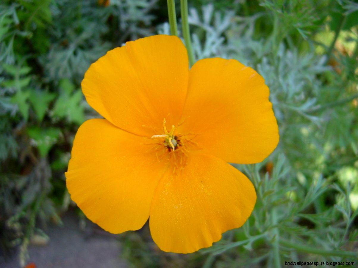 California State Flower  Free Wallpapers HD