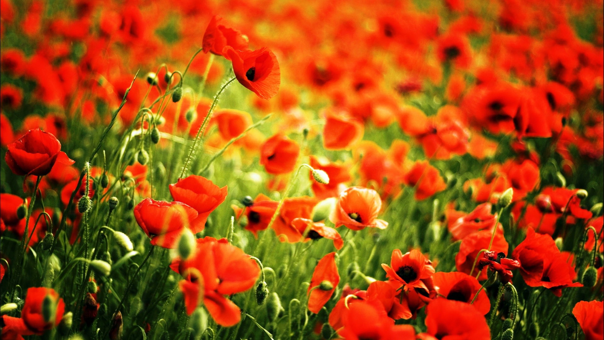 Red Poppy Fields High Definition Wallpapers Hd Wallpapers