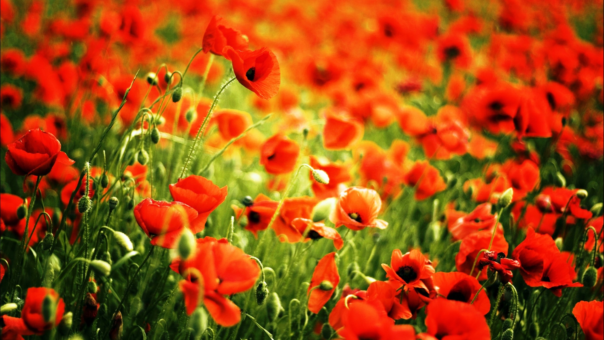 Red Poppy Fields - High Definition Wallpapers - HD wallpapers