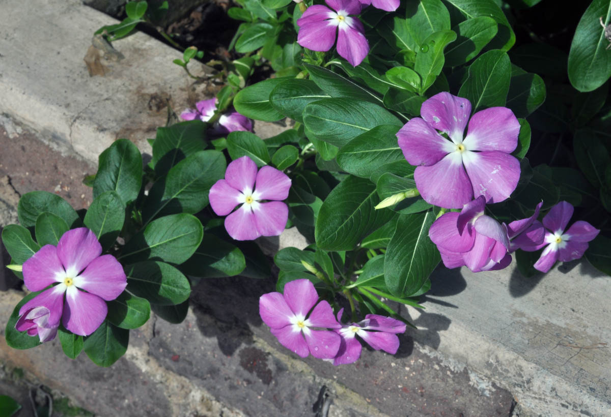 S T i l e T To Madagascar Periwinkle Butterflies' Favourite