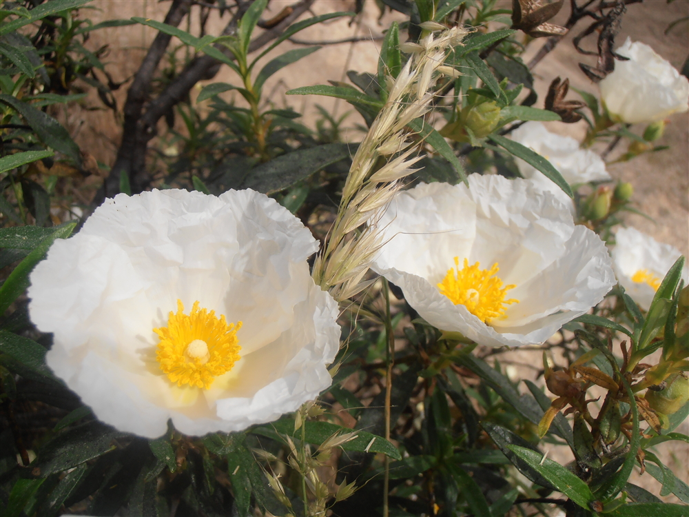 Entre plantas y bichos Cistus ladanifer (Jara pringosa)