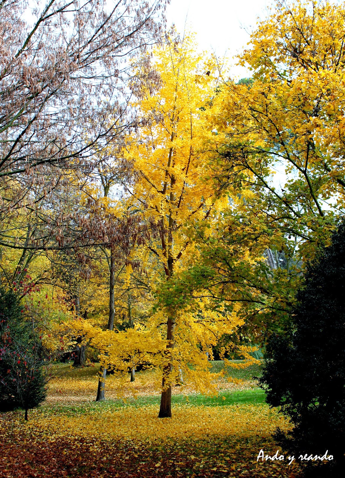 Ginkgo Biloba en los jardines del Campo del Moro-madrid