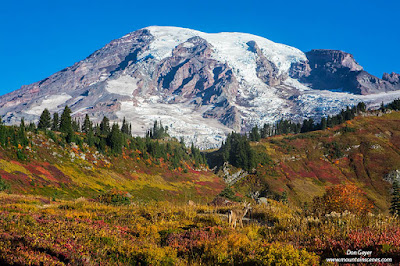 Mount Rainier above the bright red meadows of Paradise Park in fall, Mount Rainier National Park, Washington.