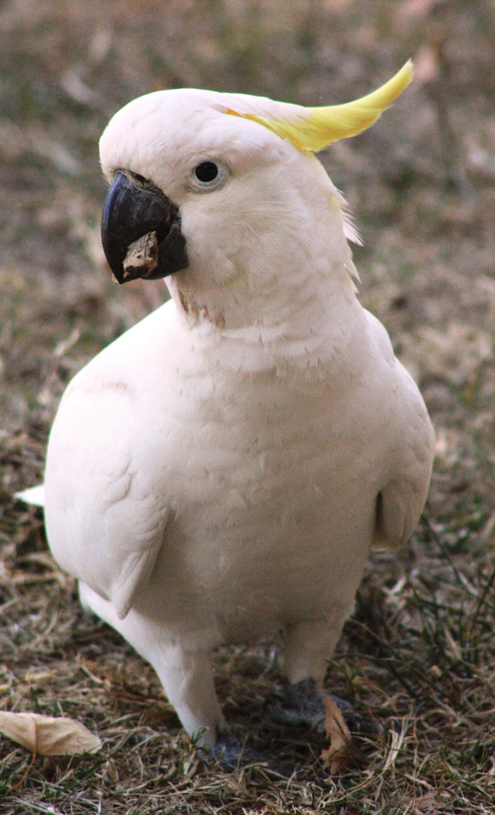 My week in pictures A Day in May Lake Burley Griffin and cockatoos