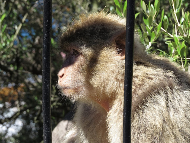 Monkey - Gibraltar