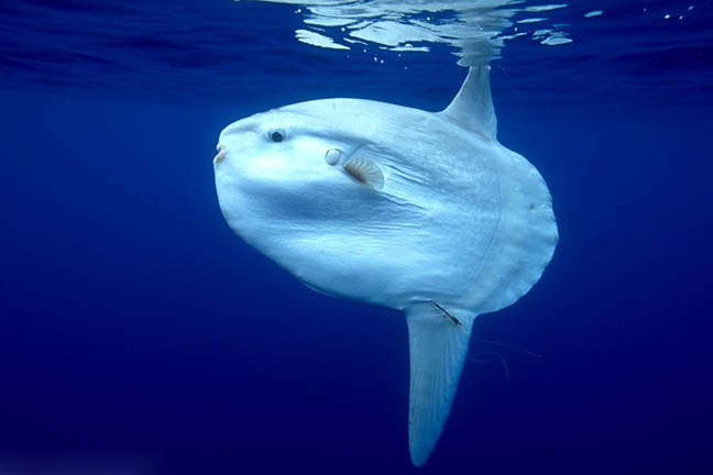 Molas ~ Aquatic Animals