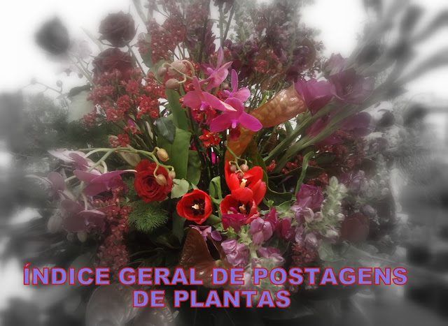 Meu Cantinho Verde: BEGÔNIA-SEMPRE-FLORIDA - ( Begonia semperflorens )