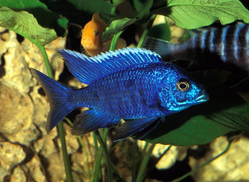 Shamudra Bilash Cichlid Fish