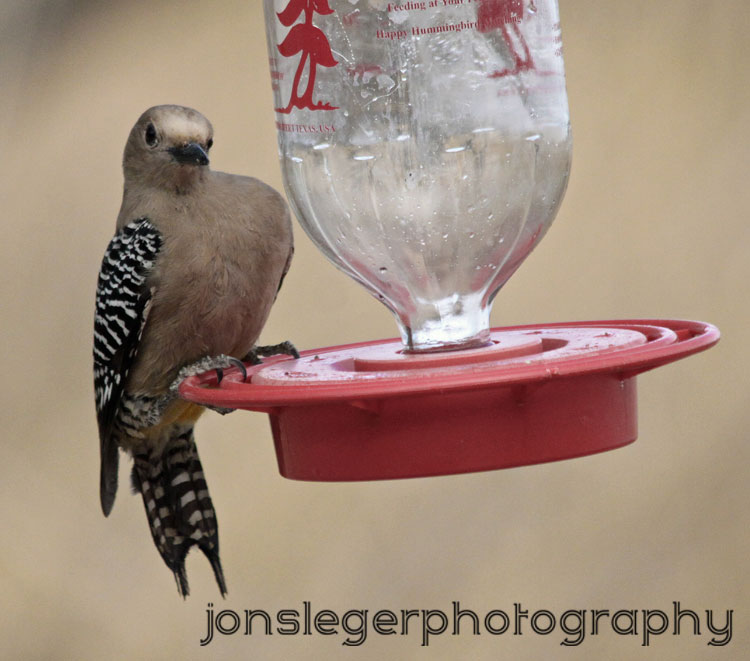 Northern Illinois Birder: Gila woodpecker vs. Hummingbird Feeder, San
