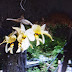 hermosas orquideas foto tomada en la vereda las arañas de Ituango