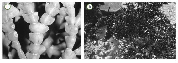 Coralina dan Chondrus merupakan contoh alga merah. Coralina dan Chondrus merupakan contoh alga merah.