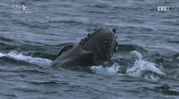 범고래 Vs혹등고래 | 인스티즈