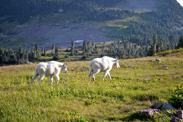 Національний парк Глейшир: стежка Хідден Лейк Оверлук (Glacier National Park: Hidden Lake Overlook Trail)