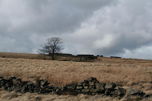 On the moors by zootle