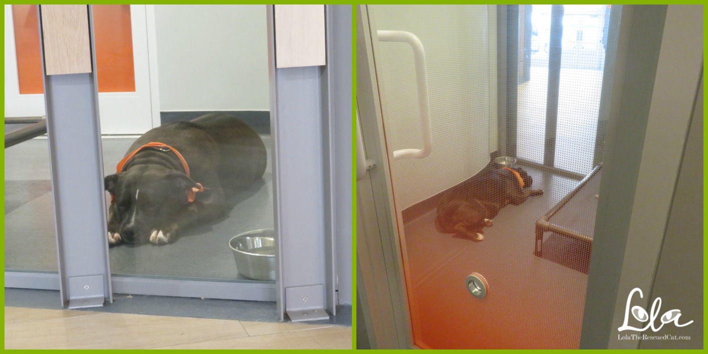 A Behind the Scenes Peek at Best Friends' NYC Pet Adoption Center Lola The Rescued Cat