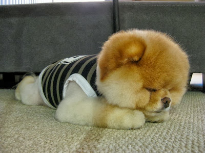 Anjing Yang Lucu Anjing Yang Lucu
