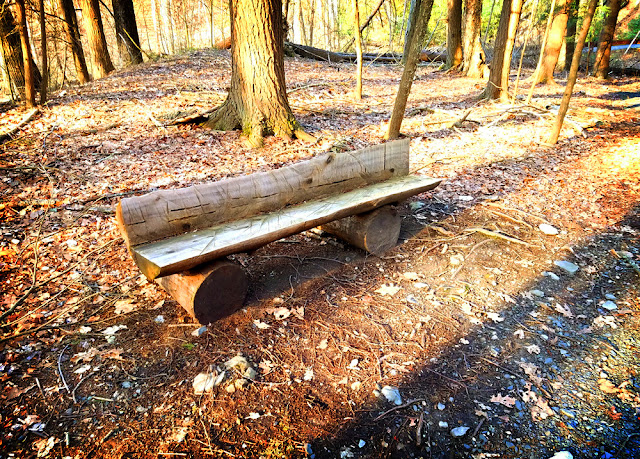 Bench on the McDade Trail