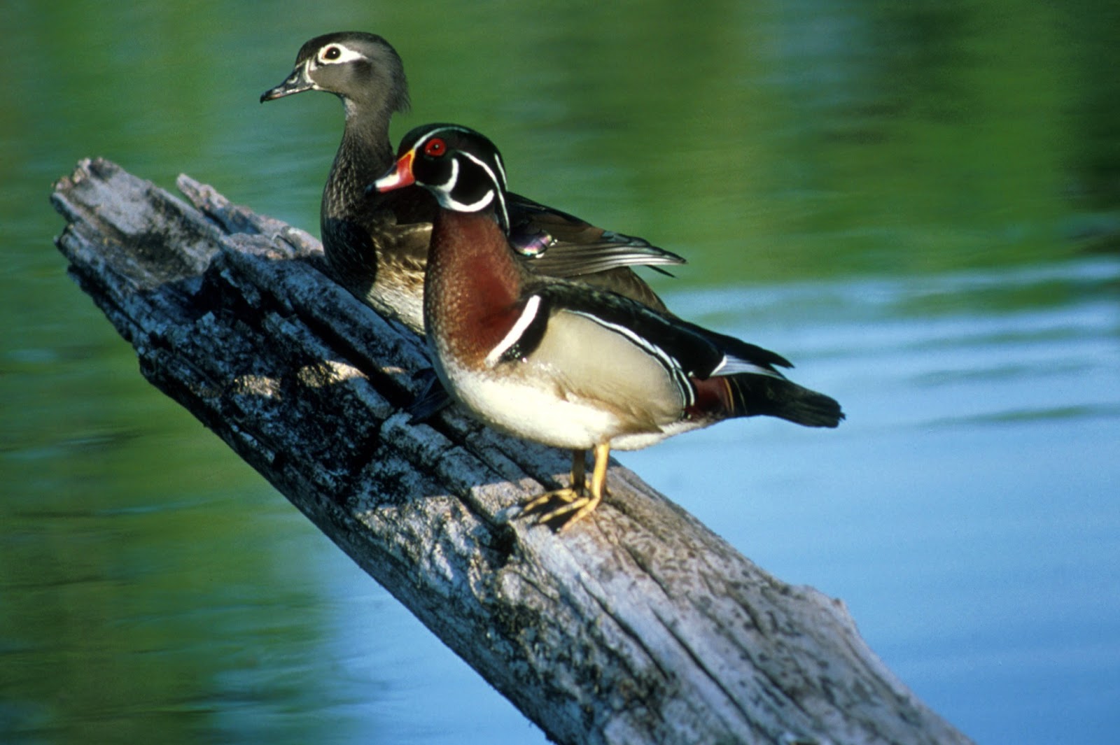 Latest Funny Pictures Wood Ducks Beautiful
