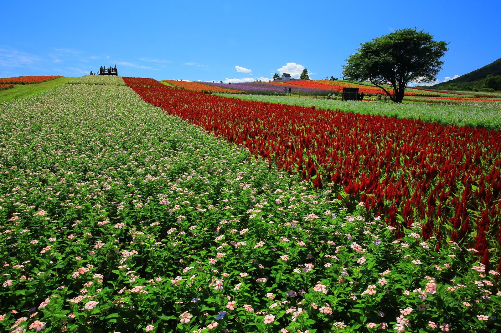 Banco de Imágenes Gratis Fotografías de campos floridos Amazing