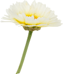 Flower_18.png