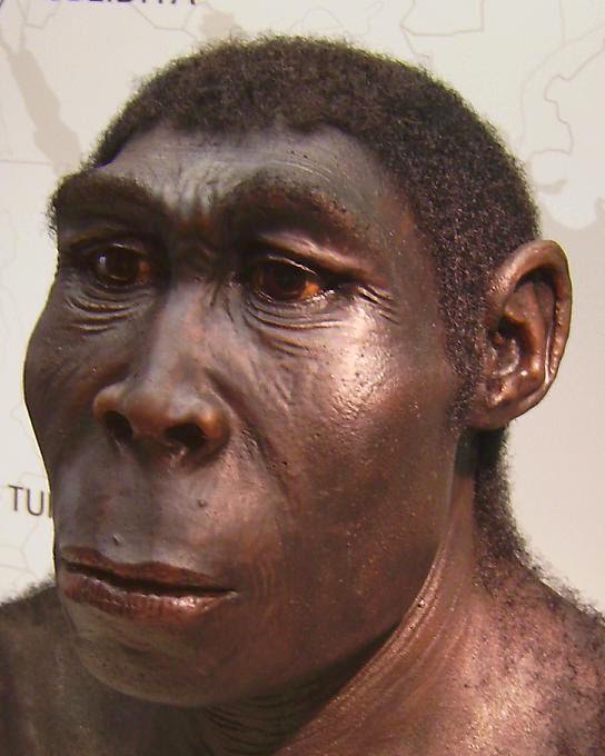 Manusia Purba di Indonesia Fosil Manusia Purba Homo Erectus