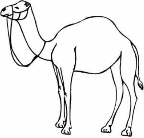 Halaman belajar mewarnai gambar hewan unta gratis untuk anak