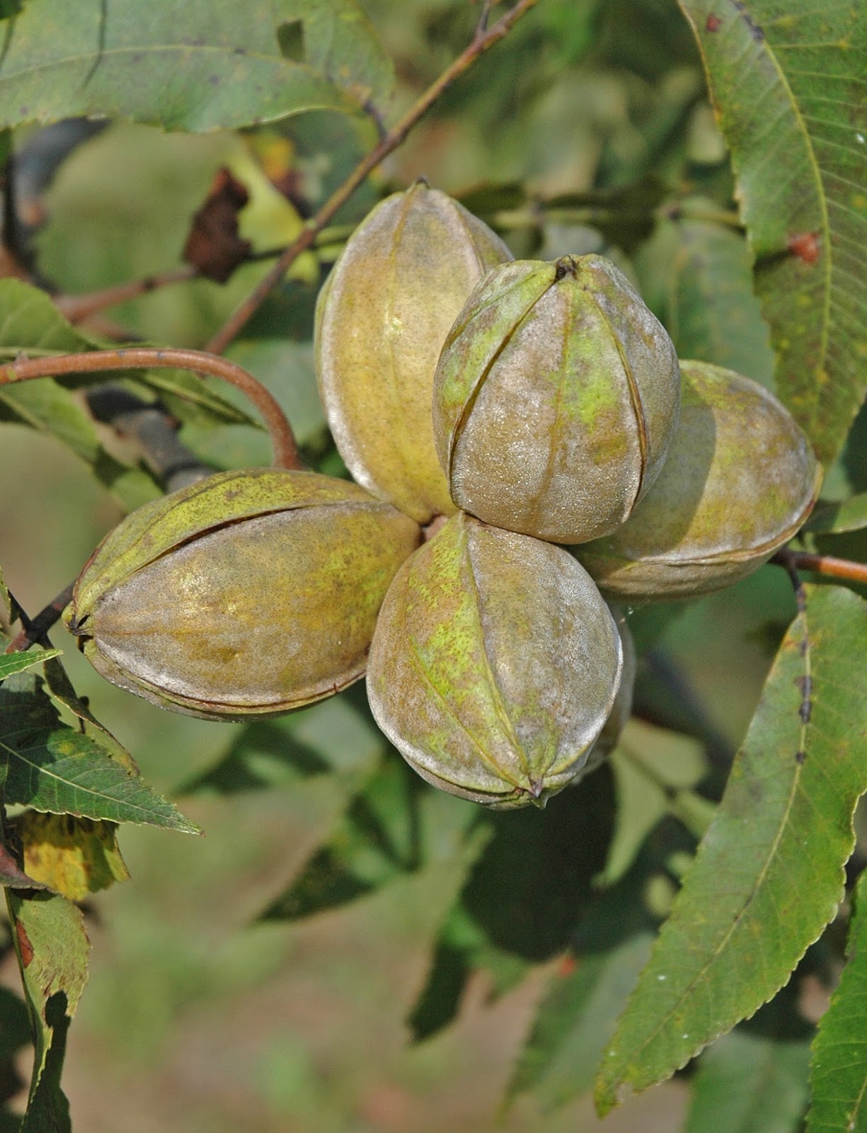 Northern Pecans Early ripening pecan cultivars begin shuck split