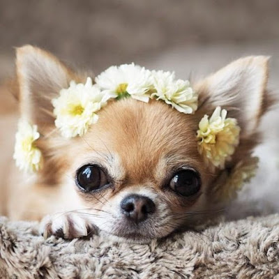 Chihuahua Dog ThePetsDialogue