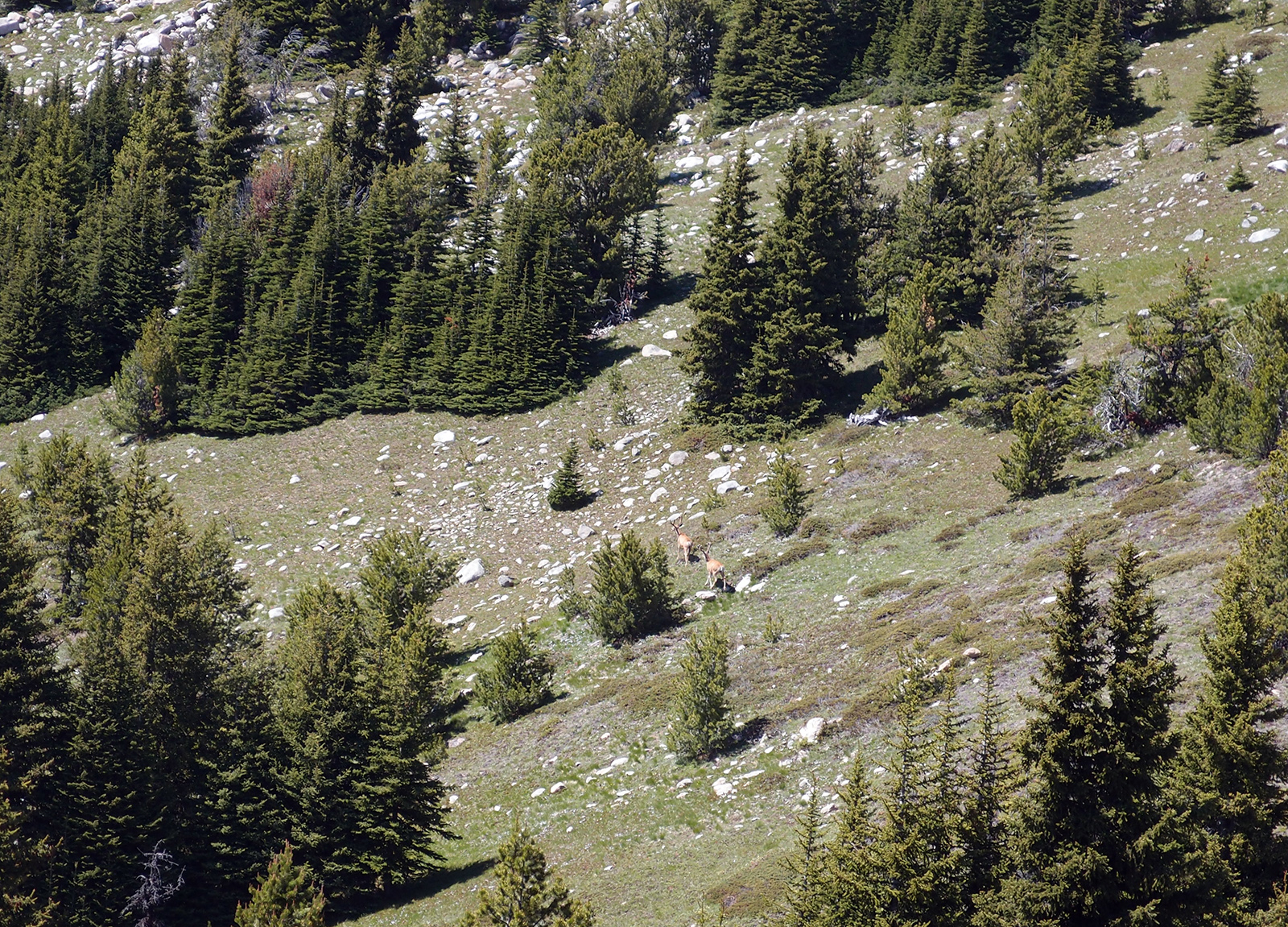 Seeking Ultra Sheep Mountain 8274', Pasayten Wilderness