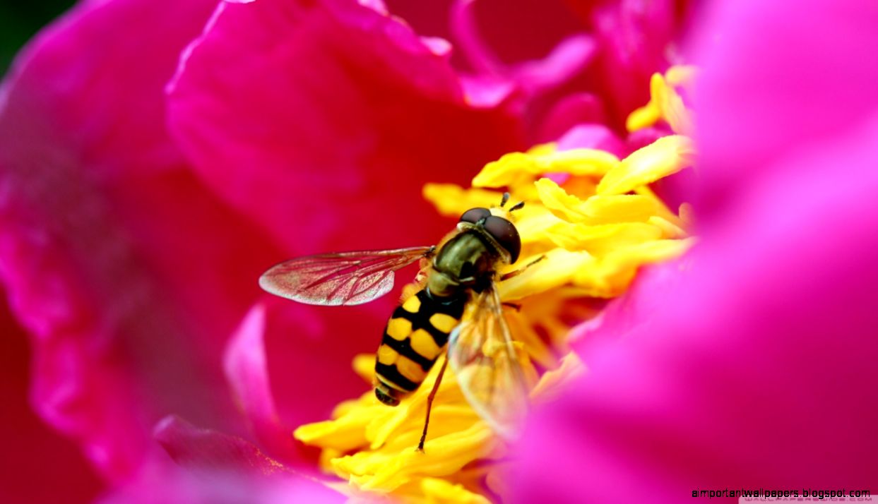 Amazing Macro Insect HD desktop wallpaper  Widescreen  High