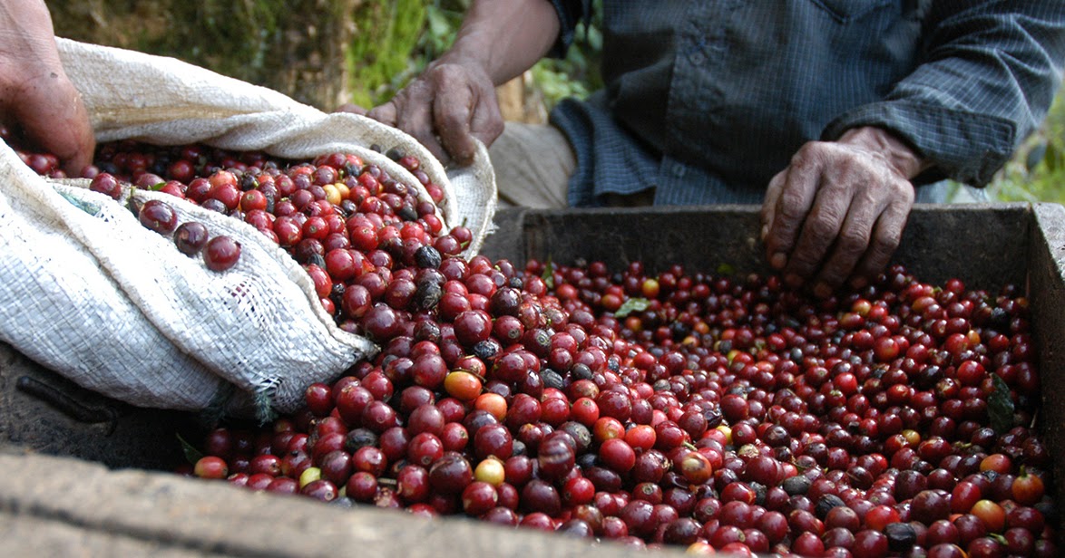 Coffee and Kin. The Bean Emporium Big Stevie Cool