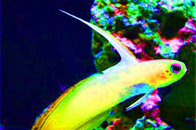 47 Jenis Ikan Hias Tawar Indonesia